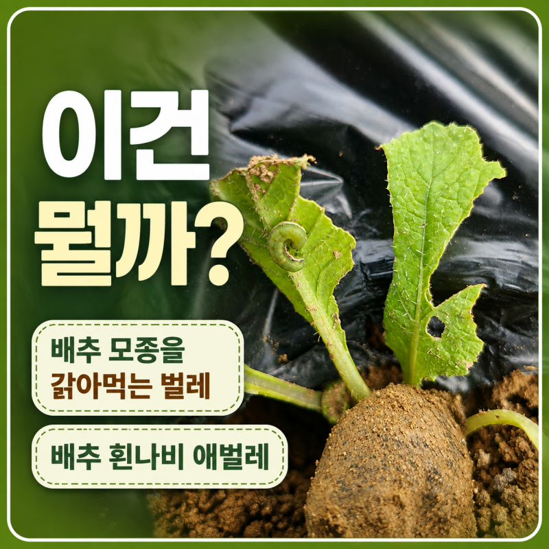 배추모종 심자마자 벌레 습격, 배추벌레 종류부터 퇴치법까지 총정리