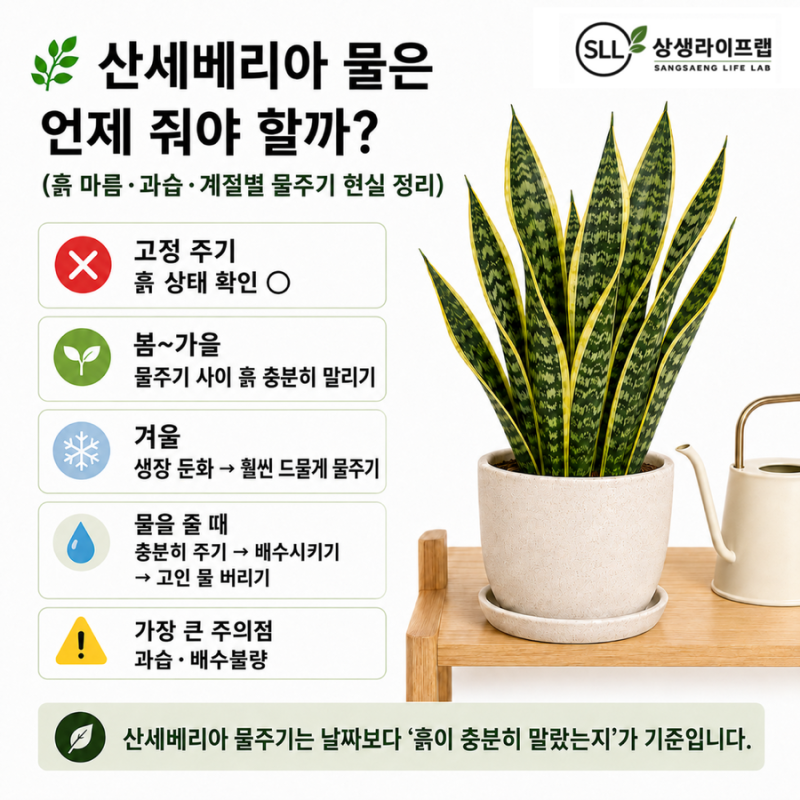 산세베리아 물은 언제 줘야 할까?(흙 마름·과습·계절별 물주기 현실 정리)