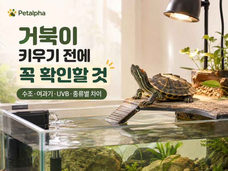 거북이 키우기 전에 꼭 확인할 것｜수조·여과기·UVB부터 종류별 차이까지