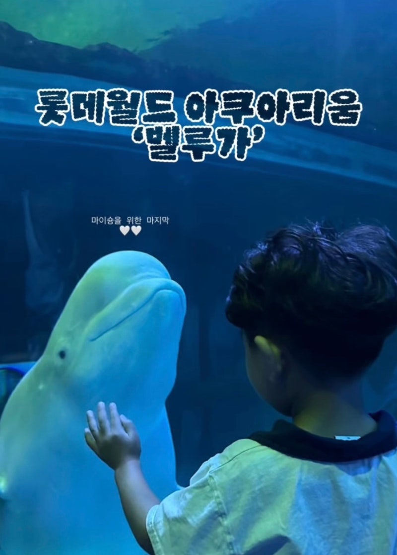 롯데월드 아쿠아리움 벨루가 만난 아들 소원성취 후기
