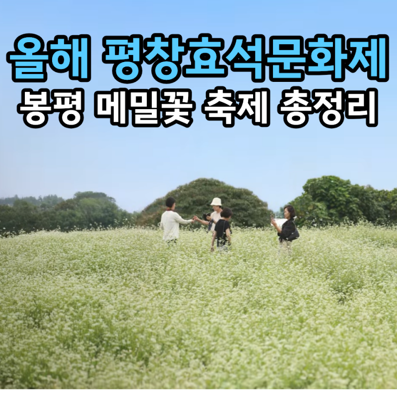 2026 평창효석문화제｜강원도 봉평 메밀꽃 개화시기·입장료·주차 총정리