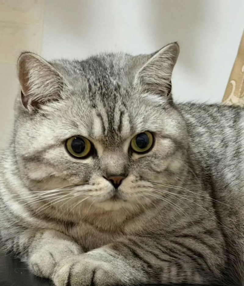 고양이 똥스키 엉덩이 끄는 행동 이유