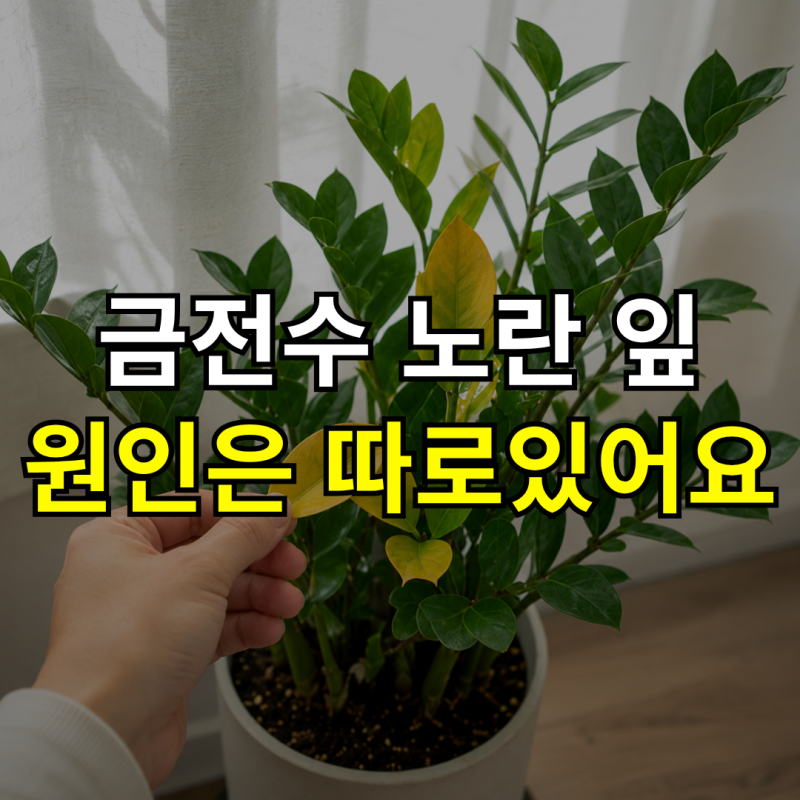 “잎이 노랗게 변한다면?” 금전수 키우기, 물주기와 분갈이 방법