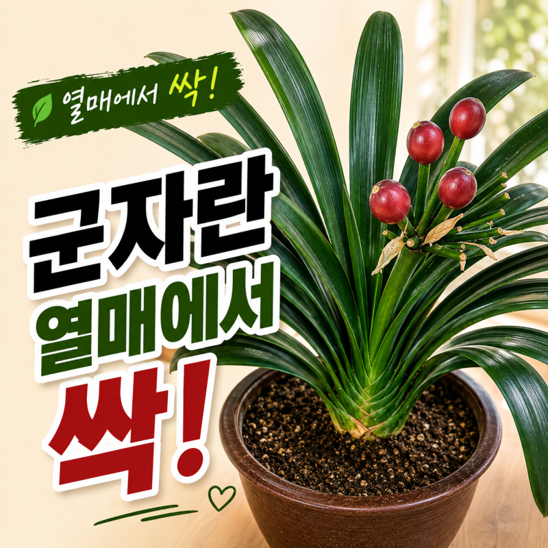 군자란키우기-열매에서 싹이 보여 심었더니 정말 새싹이 올라왔다