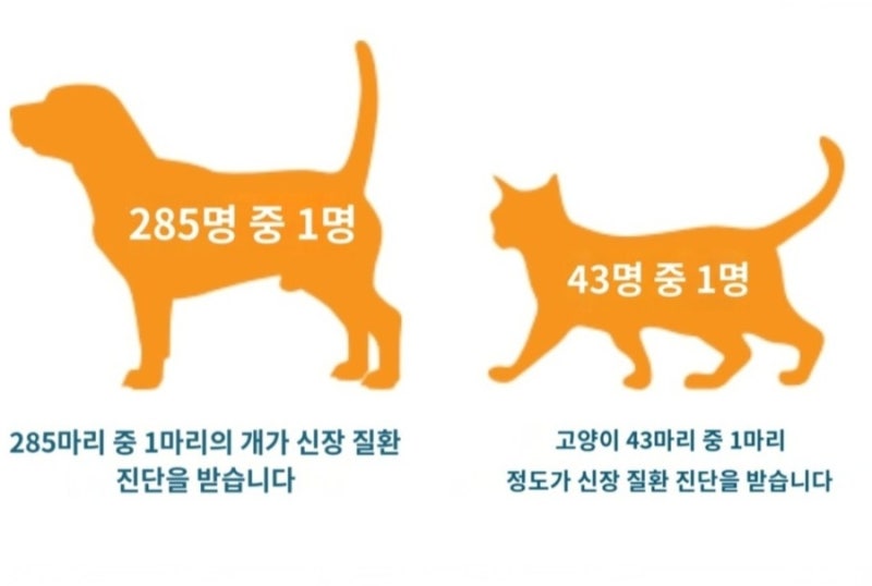 고양이 신부전 증상, 물 많이 마시면 의심해야 할까?
