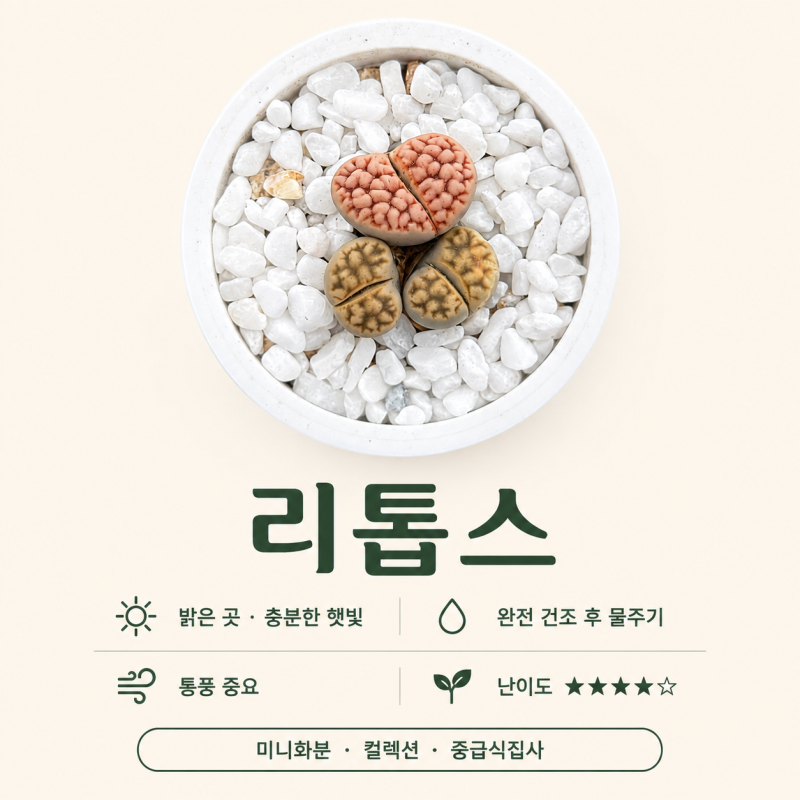 돌멩이야 식물이야? 신기한 돌맹이 다육이 리톱스 키우기, 물주기부터 탈피까지