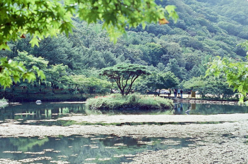 [담양] 미놀타X700, KODAKVISION3 500T, 죽녹원, 백양사, 필름사진
