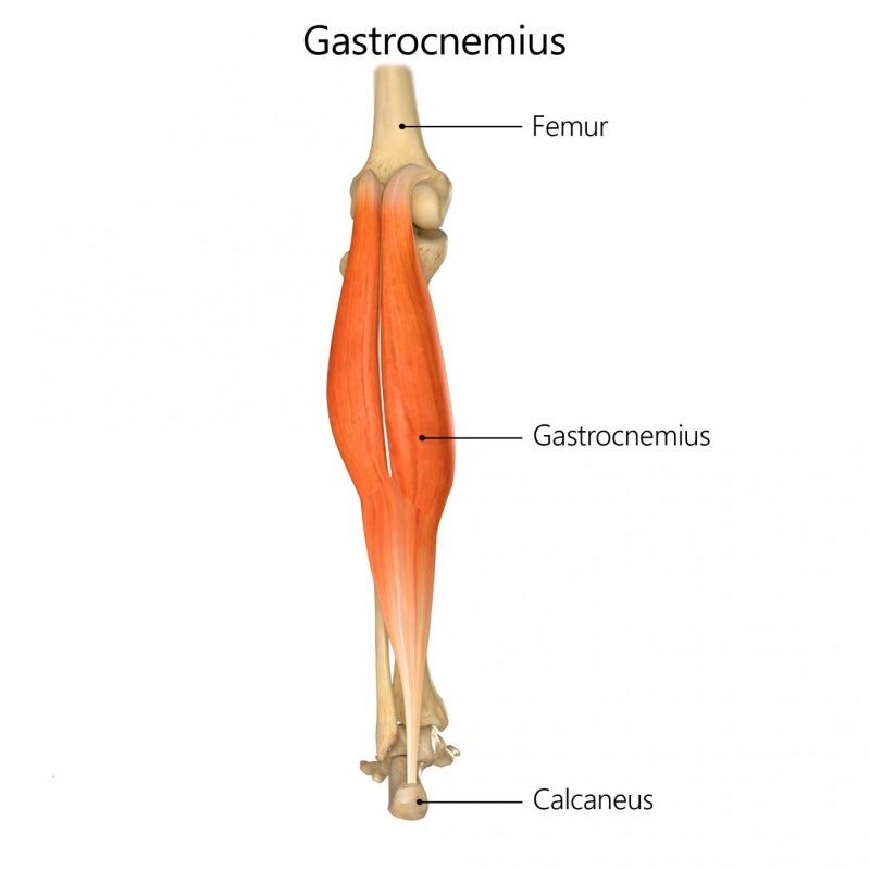 [해부학 기초부터 다시 하자] 비복근, 장딴지근, Gastrocnemius