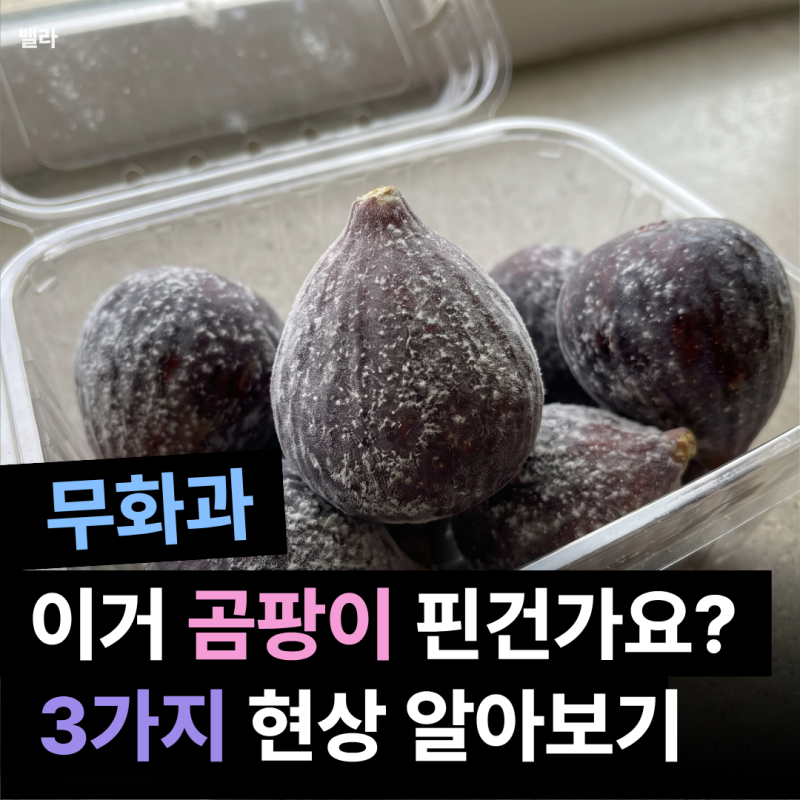 무화과 곰팡이, 3가지로 보는 버릴 것 vs 먹어도 되는 것