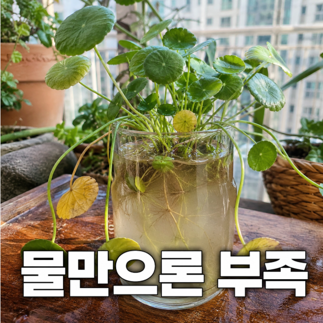 워터코인 키우기, “물만 담가두면 잘 자랄까요?” 수경재배 난이도와 물관리