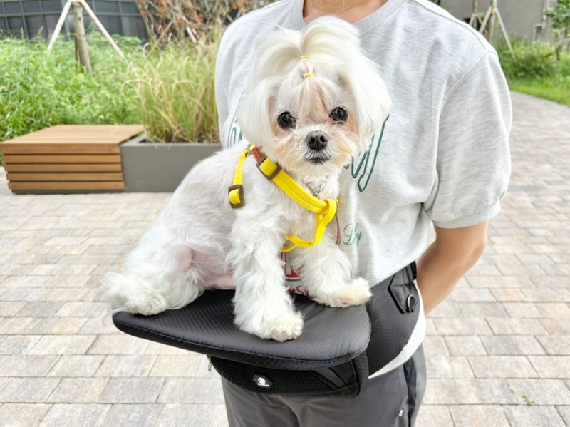 강아지 힙시트 추천 산책부터 외출까지 편하게 사용하는 반려견 힙시트 후기