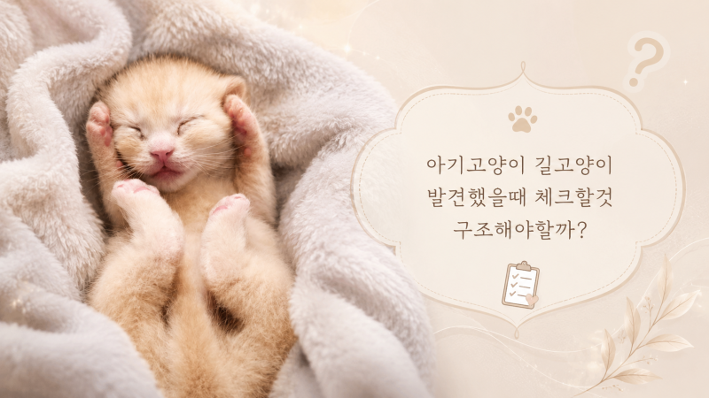 새끼고양이 길고양이 구조 방법은? 아기고양이 발견했을 때 체크할 것