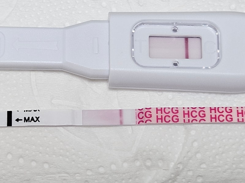 배란 8일차 얼리 단호박, 알고 보니 7일차? 배란일계산법 실수 및 원포 일반 vs 얼리 임테기 비....