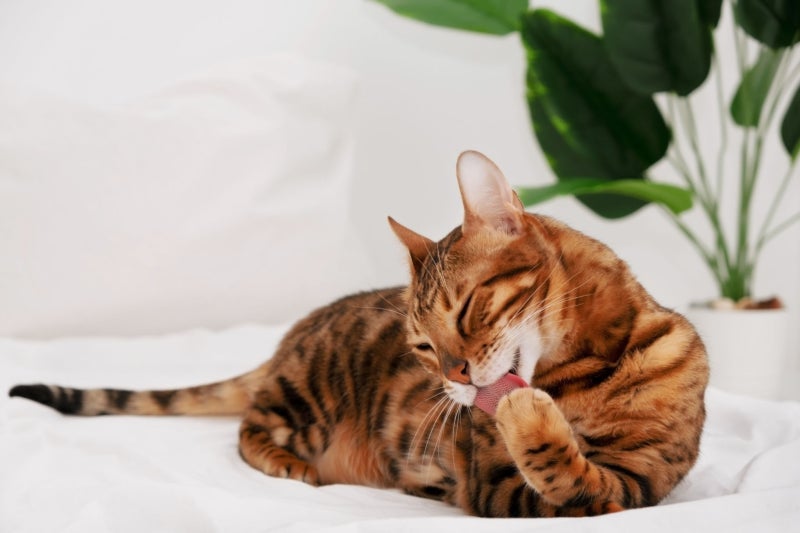 고양이 집사 필독!! 진짜 알레르기와 가짜 알레르기 '링웜'이 있다는 사실, 알고 계셨나요?