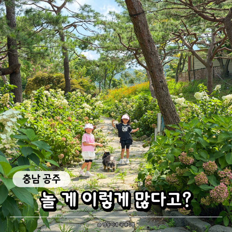 이용료 0원? 공주 이안숲속 반려견과 함께한 90분 산책 코스