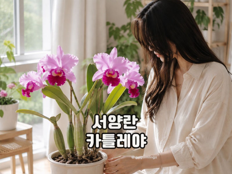 서양란 카틀레야 키우기 카틀레아 물주기와 꽃 피우기