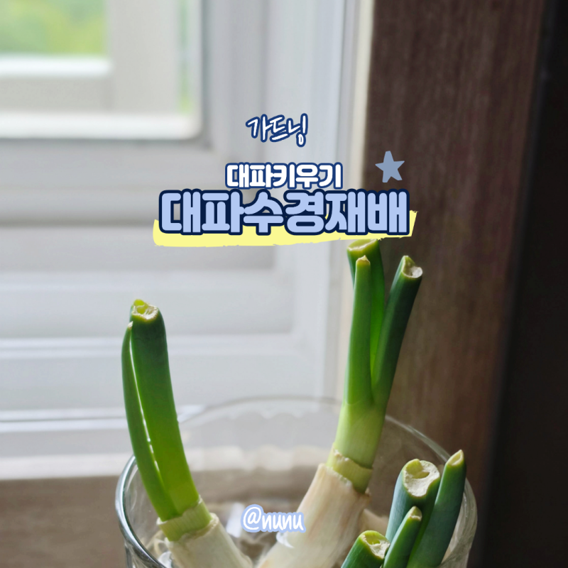 집에서 대파 키우기 가능 할까 대파 심기 수경 재배 방법