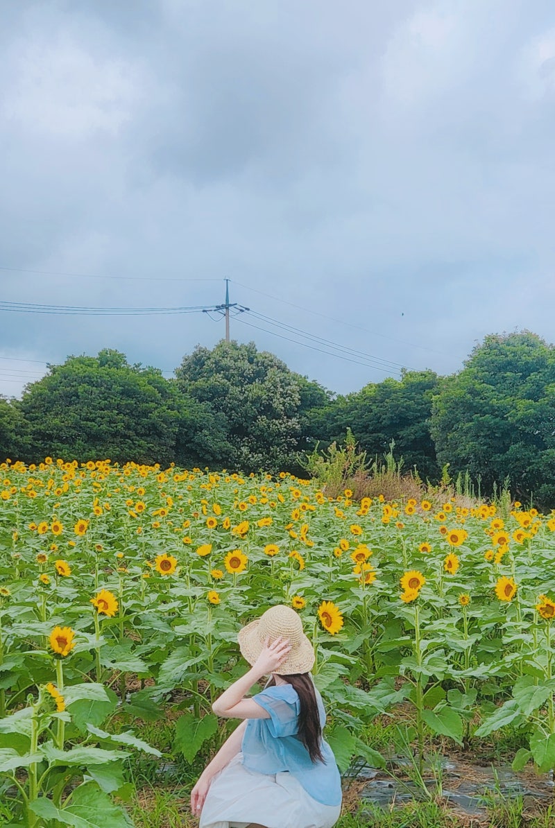 [제주도 4박 5일]5일 차ㅣ김경숙해바라기농장ㅣ바른갈치ㅣ우무
