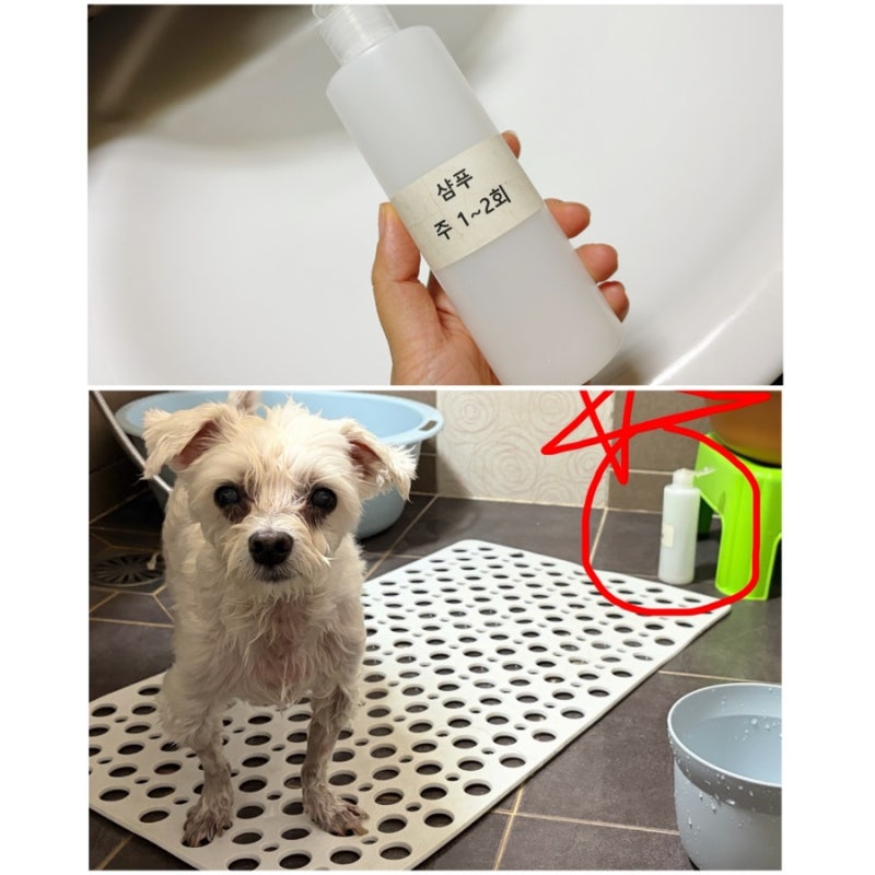강아지 약용샴푸 푸르너스 추천 사용법 피부 털 새로 태어남