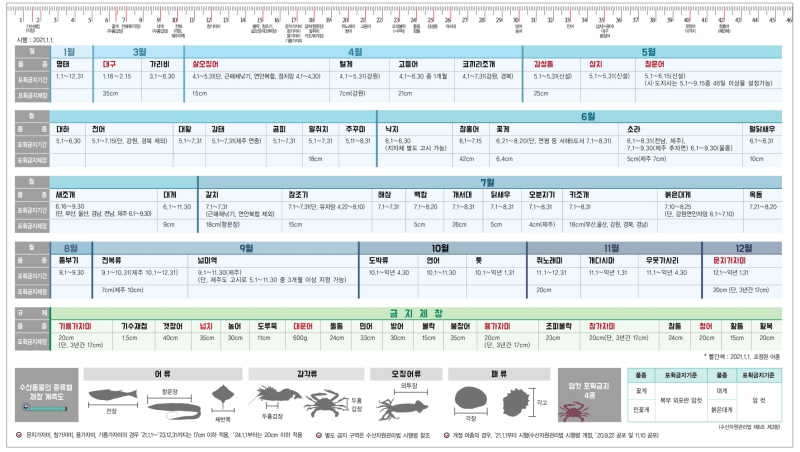 해양수산부 공식 2026 해루질 금어기 & 금지체장 총정리 (꽃게·낙지·광어 과태료 80만원 주의)