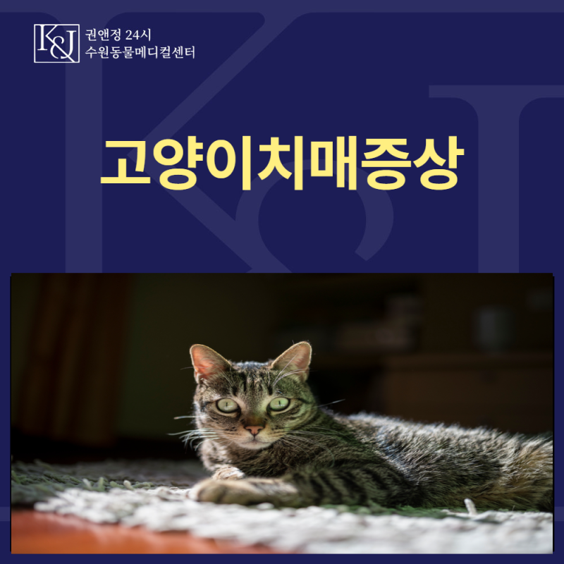 고양이치매증상, 노령묘의 밤 울음과 배회 행동 이해하기