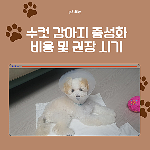 수컷 강아지 중성화 비용 및 권장 시기