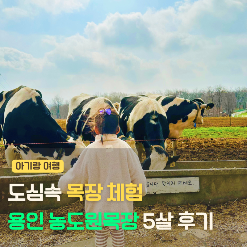 용인 농도원목장 5살 아이랑 체험 다녀온 후기, 예약 방법