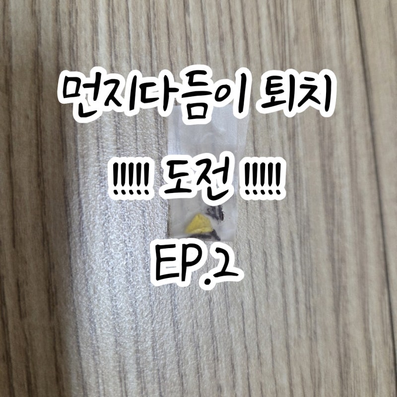 EP2.우리 집에 먼지다듬이? 섭? 벌레가 생겼어요…