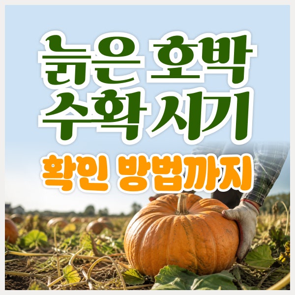 늙은호박 수확 시기와 확인 방법, 언제 따야 잘 익은 호박일까?