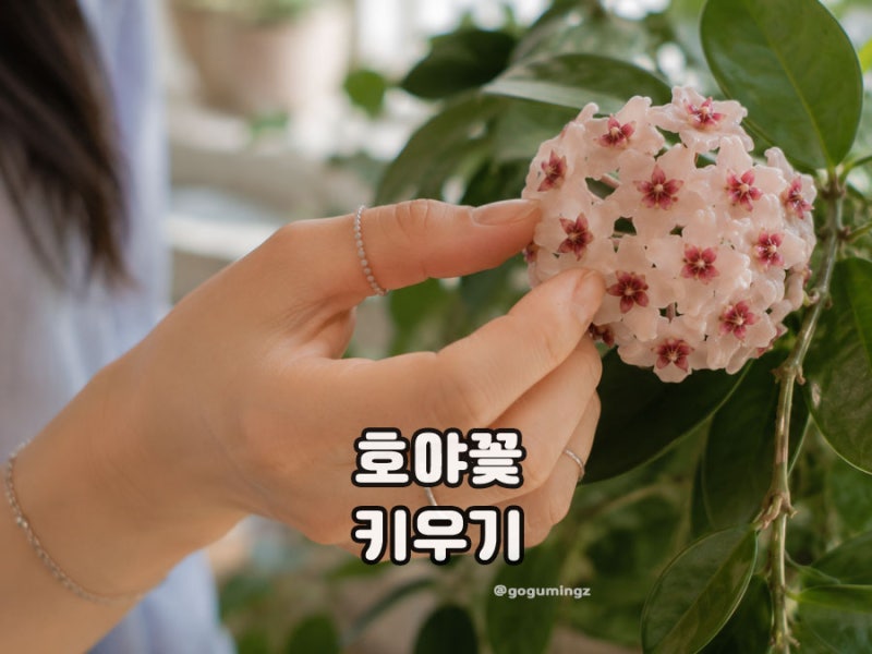 호야 키우기 호야꽃 피우기 방법 수경재배 분갈이는?