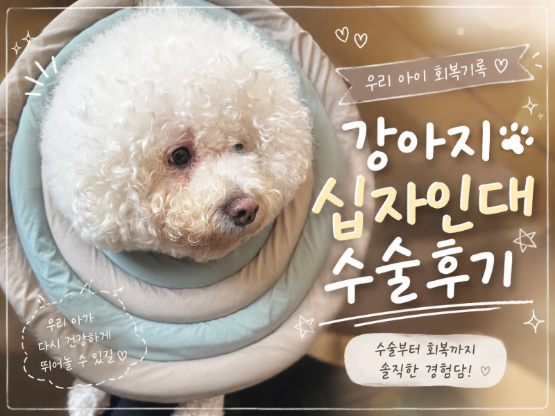 12살 강아지 십자인대파열 수술후기+비용 (일산동물의료원)