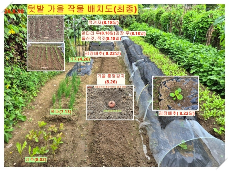 배추 추비는 언제 할까? 김장배추·무·알타리무 웃거름(추비) 시기와 물관리 방법