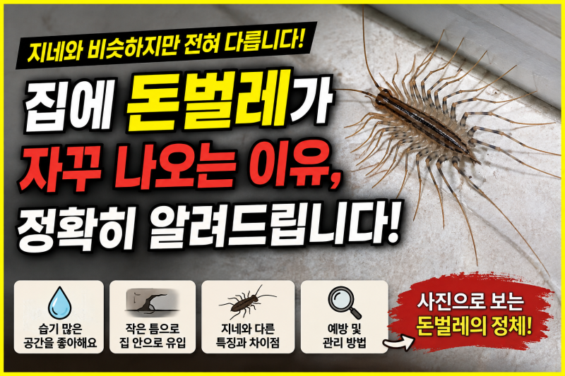 집에 돈벌레가 자꾸 나오는 이유, 지네와 비슷하지만 전혀 다릅니다