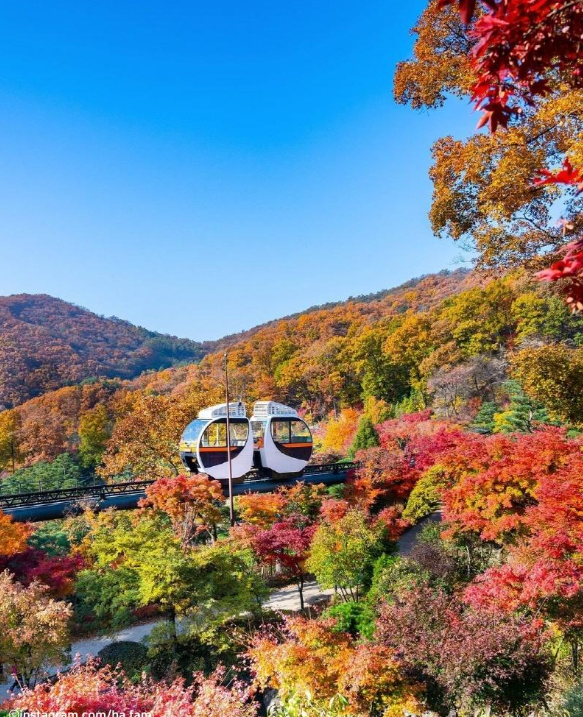 화담숲 가을 단풍 예약｜성수기 예매 오픈·모노레일·입장료 총정리