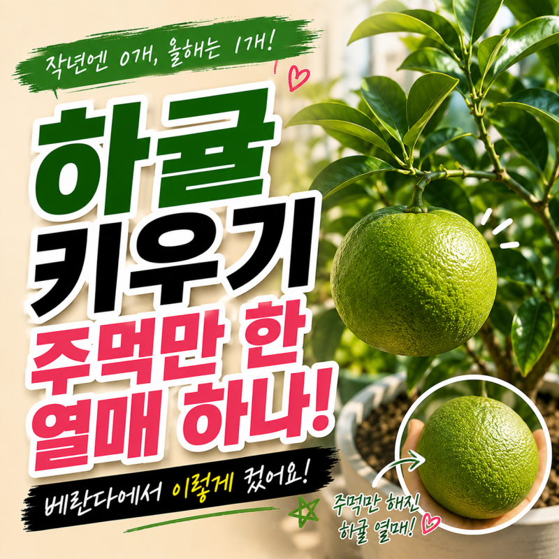 하귤키우기-꽃만 피고 떨어지던 귤나무, 베란다에서 주먹만 한 열매 하나가 남았다