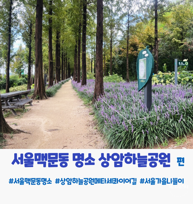 서울 맥문동 명소 상암하늘공원 메타세콰이어길 가는 방법