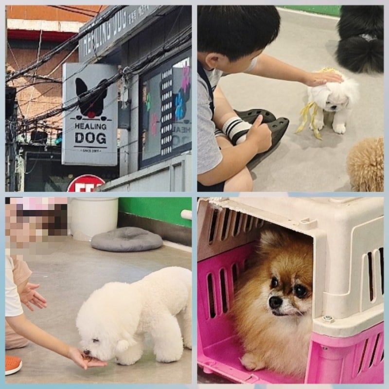 대구 동성로 애견카페 힐링독 다녀온 후기