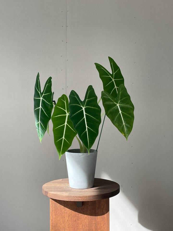 [Plant] 그린벨벳, 알로카시아 프라이덱 키우기