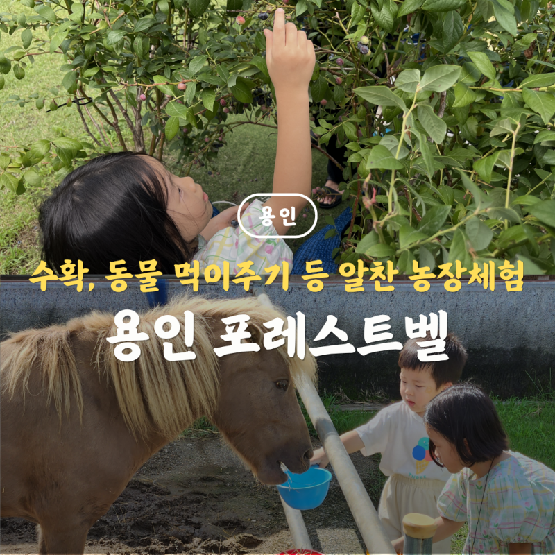 용인 아이랑 포레스트벨 농장체험, 동물체험 동물 먹이주기랑 수확까지 알찬 코스