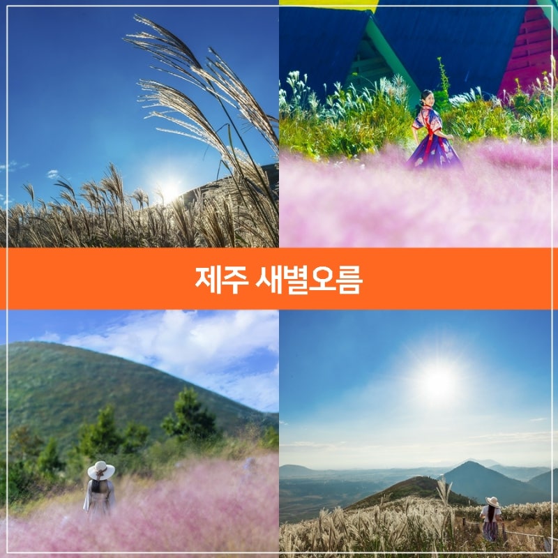 9월 제주도 가볼만한곳, 제주 새별오름 제주도 억새