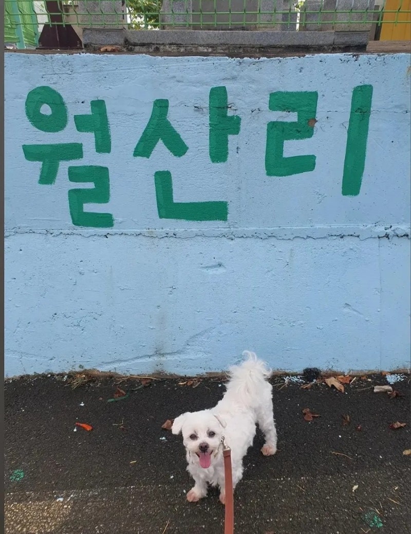 꽃개랑 캐스퍼타고 애견동반 초보운전 군산여행 -2(심리서점 쓰담, 이성당, 무궁화식당, 새만....