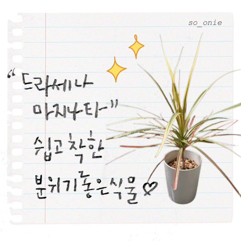 드라세나마지나타 레인보우,인테리어 식물 추천! 물주기랑 잎끝 마름 관리법, 강아지 고양이....