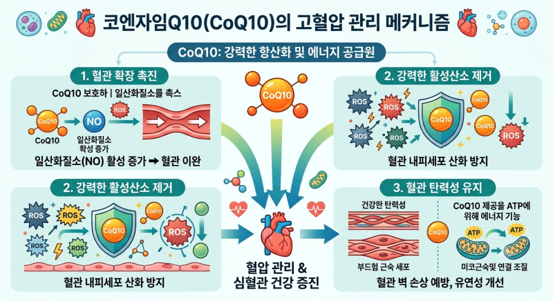 고혈압약 먹는 사람, 코엔자임큐텐(CoQ10) 어떤 제품이 좋을까? 국내 제약사 4종 비교