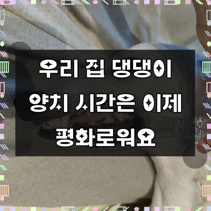 강아지 어금니 양치 도구 개구기 반려견 입벌리개 보조기