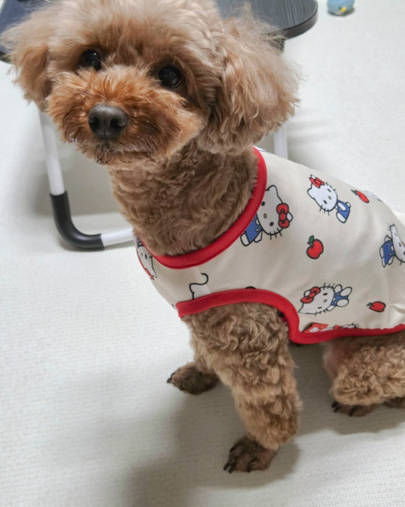 바잇미 산리오 강아지 여름옷 입고 진드기 방지까지 챙겨요