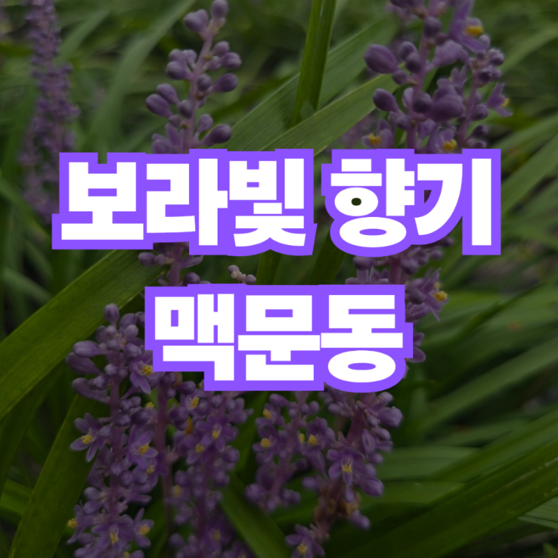 맥문동 키우기 총정리 / 개화시기 번식 노지월동
