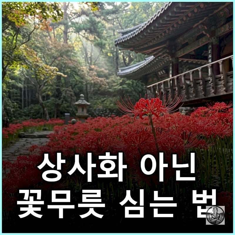"상사화인 줄 알았죠?" 9월 붉은 꽃무릇(석산) 구근 심기와 치명적 독성