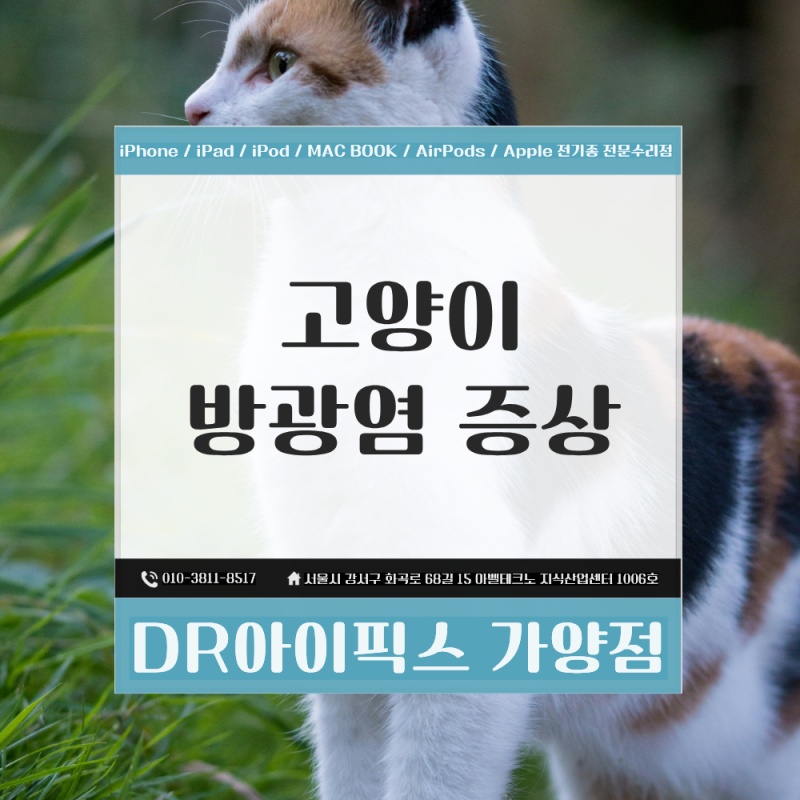 고양이 방광염 증상과 원인, 해결 방법까지 총정리