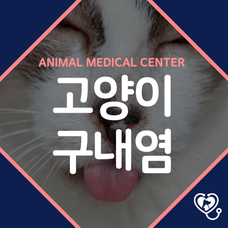 고양이 구내염 증상, 초기에는 어떤 변화부터 나타날까요?