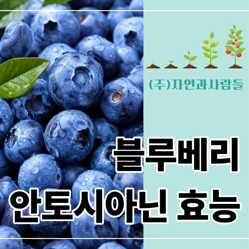 블루베리 안토시아닌 효능, 하루 권장량과 부작용은?